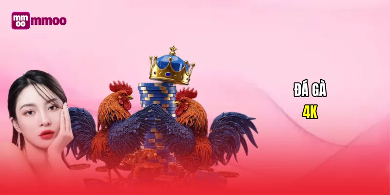 Đá gà 4k